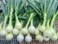 Fresh Onions-Each