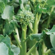 Broccolini (Bunch)