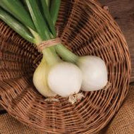 Fresh Onions-Medium (Bunch)