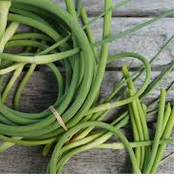 Garlic Scapes (Bunch)