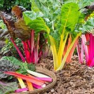 Swiss Chard (Bunch)